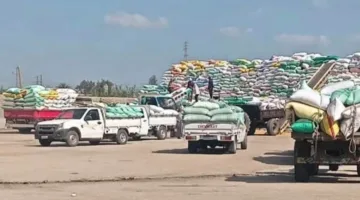 الشون وصوامع الشرقية تستقبل 600,892 طن من الحبوب