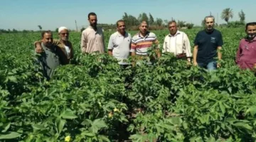 ندوة توجيهية لتعزيز زراعة القطن في كفر الأعصر بمركز أبو كبير
