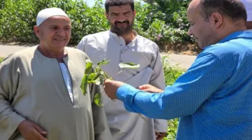 في قلب المزارع: ورش عمل توجيهية لمزارعي القطن في البحيرة لمواجهة الآفات والتغيرات المناخية