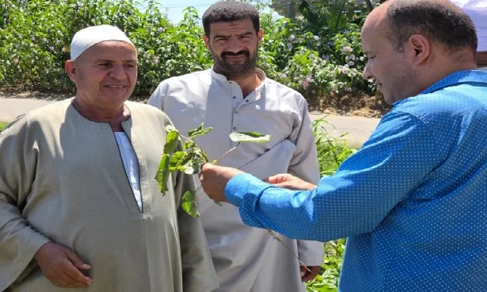 في قلب المزارع: ورش عمل توجيهية لمزارعي القطن في البحيرة لمواجهة الآفات والتغيرات المناخية في قلب المزارع: ورش عمل توجيهية لمزارعي القطن في البحيرة لمواجهة الآفات والتغيرات المناخية