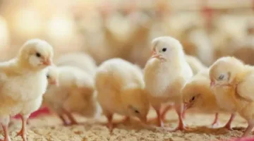 ما هو سعر الكتكوت الأبيض اليوم في السوق؟ هل هناك استقرار أم انتظار؟