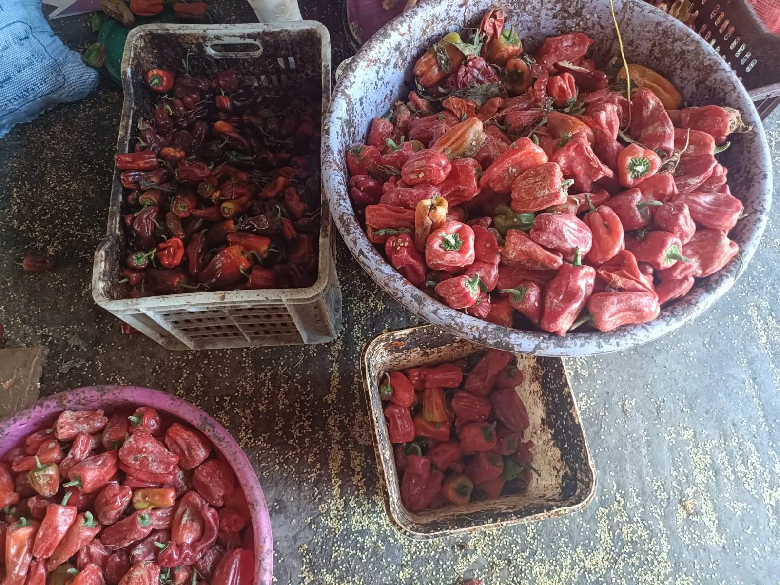 ضبط 1.5 طن من هريسة الفلفل الفاسدة المستخدمة في مطاعم الكشري في العبور ضبط 1.5 طن من هريسة الفلفل الفاسدة المستخدمة في مطاعم الكشري في العبور