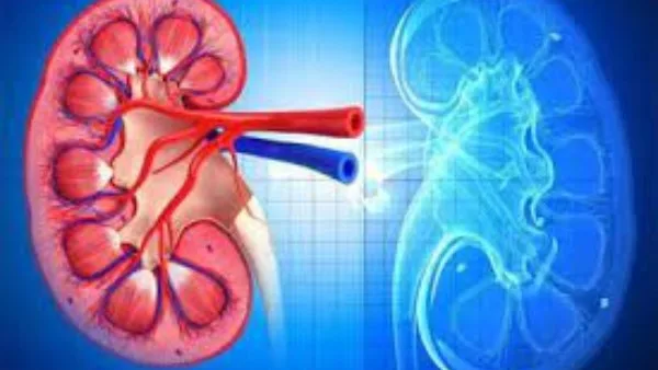 أعراض خاصة تشير إلى الإصابة بسرطان الكلى | اكتشفها الآن أعراض خاصة تشير إلى الإصابة بسرطان الكلى | اكتشفها الآن