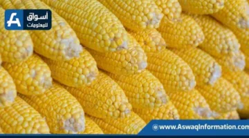 على الرغم من تخفيض التوقعات، الصين تسعى لتحقيق محصول ذرة قياسي بفضل الدعم الحكومي.