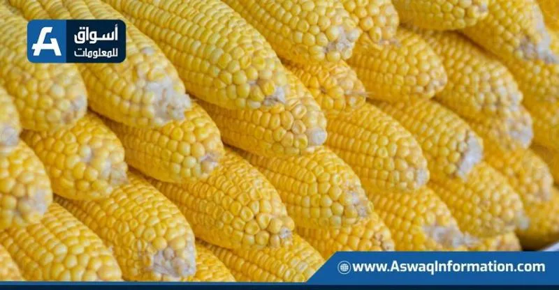 على الرغم من تخفيض التوقعات، الصين تسعى لتحقيق محصول ذرة قياسي بفضل الدعم الحكومي. على الرغم من تخفيض التوقعات، الصين تسعى لتحقيق محصول ذرة قياسي بفضل الدعم الحكومي.