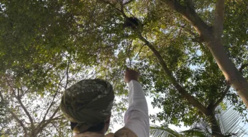 هيئة البيئة تنجح في eradication 161,410 طيور غازية في محافظة ظفار.