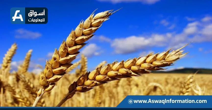 انخفاض ملحوظ في صادرات القمح الروسي مع بدء موسم 2025/2026 نتيجة للجفاف