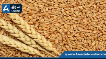 ارتفاع أسعار القمح عالمياً بسبب انخفاض المعروض.. واستقرار الذرة وفول الصويا قرب أدنى مستوياتها