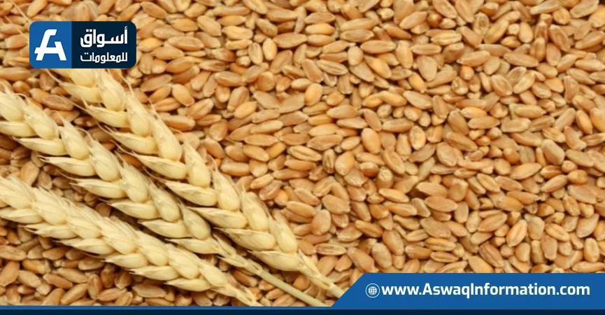 ارتفاع أسعار القمح عالمياً بسبب انخفاض المعروض.. واستقرار الذرة وفول الصويا قرب أدنى مستوياتها