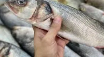 أسعار الأسماك في محافظة الوادي الجديد اليوم الجمعة
