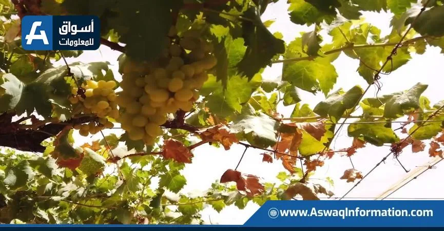 الإدارة الزراعية تستكشف إمكانية فتح السوق الأوزبكي أمام العنب والرمان المصري الإدارة الزراعية تستكشف إمكانية فتح السوق الأوزبكي أمام العنب والرمان المصري