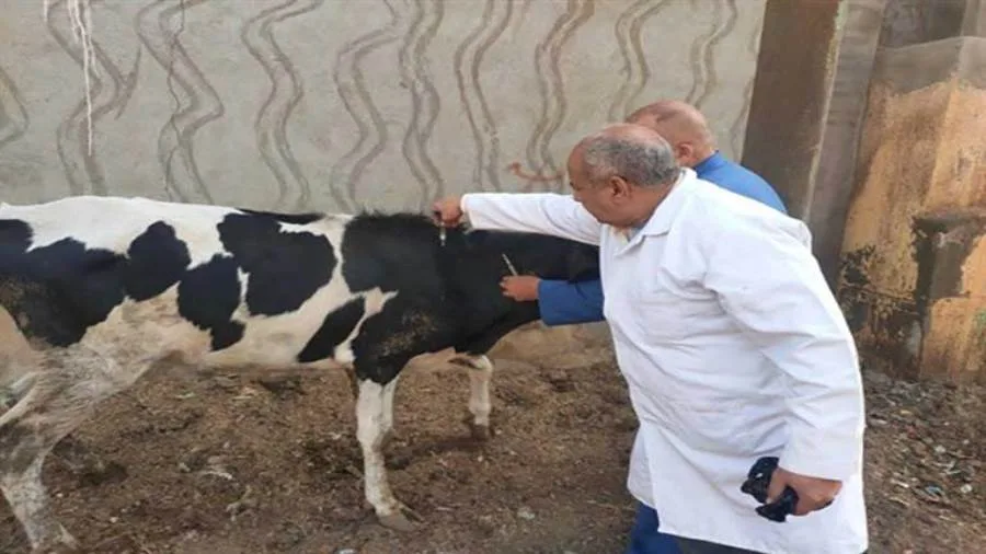 غدًا.. بدء الحملة الوطنية للتطعيم ضد الحمى القلاعية في الدقهلية غدًا.. بدء الحملة الوطنية للتطعيم ضد الحمى القلاعية في الدقهلية