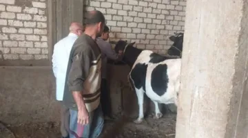 الزراعة: إجراء فحوصات لـ 165 ألف رأس من الماشية و53 ألف طائر في 400 قرية و70 سوقًا رئيسيًا للحيوانات.