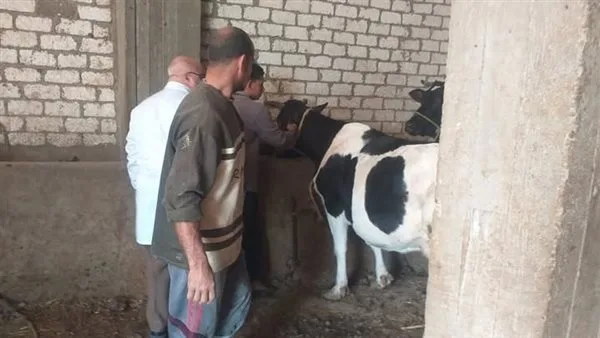 الزراعة: إجراء فحوصات لـ 165 ألف رأس من الماشية و53 ألف طائر في 400 قرية و70 سوقًا رئيسيًا للحيوانات.