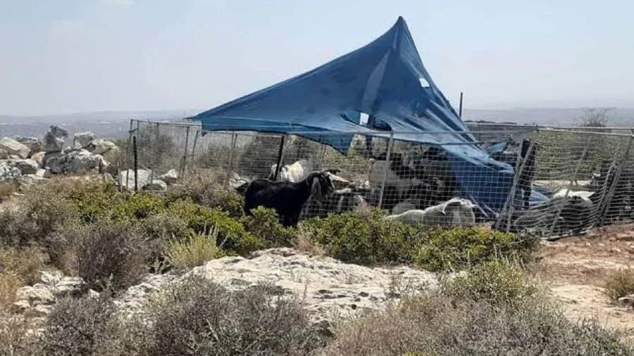 مستوطنون يقيمون خيامًا على أراضٍ في دير استيا غرب سلفيت