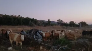 أبقار تُعزى لإسرائيل في جنوب لبنان وتحذيرات من الاقتراب منها