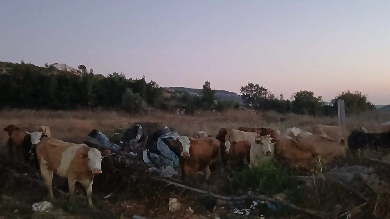 أبقار تُعزى لإسرائيل في جنوب لبنان وتحذيرات من الاقتراب منها أبقار تُعزى لإسرائيل في جنوب لبنان وتحذيرات من الاقتراب منها