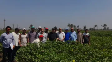 الزراعة: حقول القطن الجديدة في حالة ممتازة