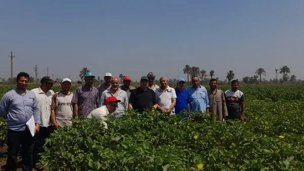 الزراعة: حقول القطن الجديدة في حالة ممتازة