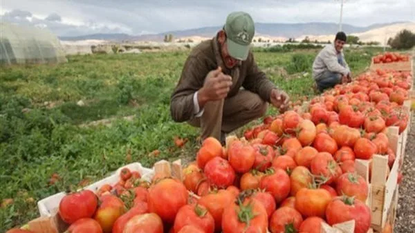 وزارة الزراعة: نمو الصادرات الزراعية إلى 5.8 مليون طن يدل على الثقة العالمية. وزارة الزراعة: نمو الصادرات الزراعية إلى 5.8 مليون طن يدل على الثقة العالمية.