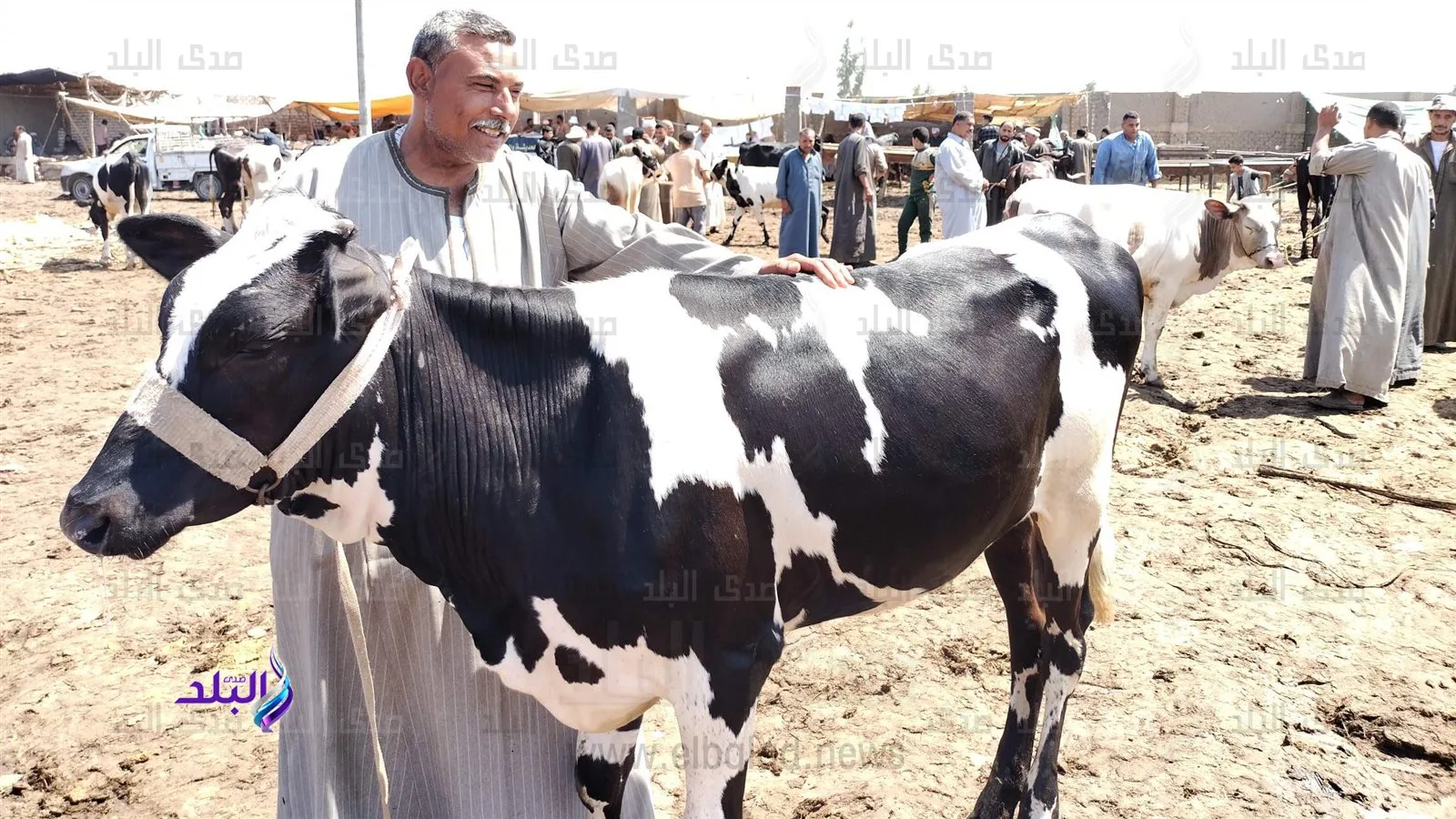 تعويضات كاملة وعلاج مجاني: أبسط الطرق للتأمين على الحيوانات. تعويضات كاملة وعلاج مجاني: أبسط الطرق للتأمين على الحيوانات.
