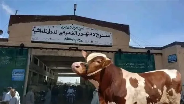 افتتاح سوق دمنهور للمواشي في الوقت المحدد بعد احتجاز المستأجر بتهمة تزوير ضمان مالي
