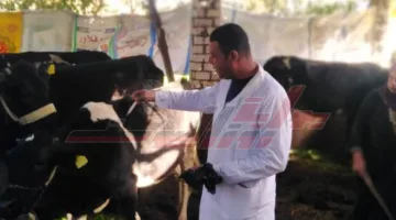 بدء الحملة الوطنية للتطعيم ضد الحمى القلاعية وحمى الوادي المتصدع