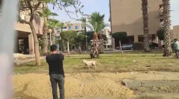 مدينة 6 أكتوبر: إطلاق حملة تطعيم للكلاب ضد داء الكلب