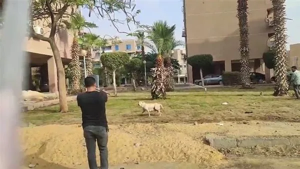 مدينة 6 أكتوبر: إطلاق حملة تطعيم للكلاب ضد داء الكلب مدينة 6 أكتوبر: إطلاق حملة تطعيم للكلاب ضد داء الكلب