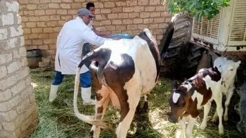 حكم استخدام النار لتمييز الماشية عن غيرها.. إجابة دار الإفتاء