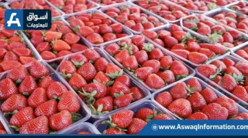 الفراولة المصرية تحقق الصدارة عالمياً: صادرات مجمدة تتخطى 383 مليون دولار