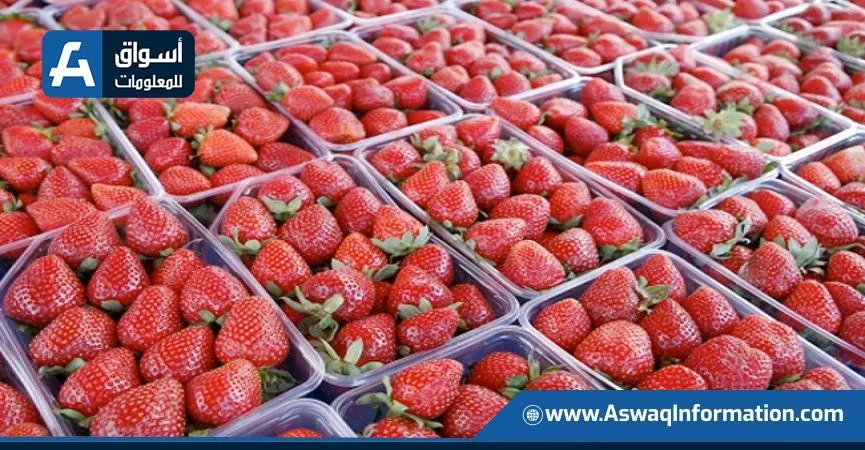 الفراولة المصرية تحقق الصدارة عالمياً: صادرات مجمدة تتخطى 383 مليون دولار