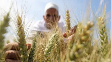 السبب وراء تراجع زراعة القمح: أزمة جديدة تهدد الأمن الغذائي في مصر