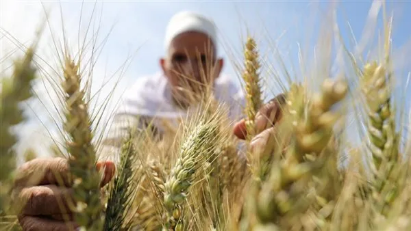 السبب وراء تراجع زراعة القمح: أزمة جديدة تهدد الأمن الغذائي في مصر السبب وراء تراجع زراعة القمح: أزمة جديدة تهدد الأمن الغذائي في مصر