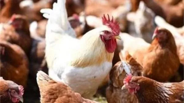أسعار الدواجن والبيض ليوم الإثنين 14 يوليو 2025 أسعار الدواجن والبيض ليوم الإثنين 14 يوليو 2025