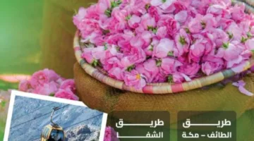 تحسين شبكة الطرق نحو الطائف يدعم ازدهار السياحة في مدينة المصائف الجميلة.