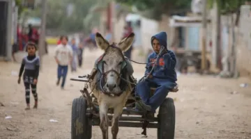 إسرائيل تستولي على الحمير في غزة وتنقلها إلى فرنسا وبلجيكا.. التفاصيل