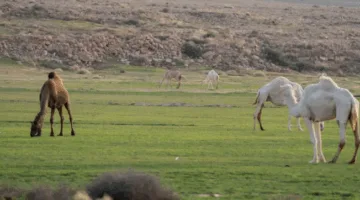 النباتات: إجازة الرعي في أربع مناطق بالمملكة
