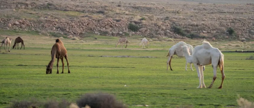 النباتات: إجازة الرعي في أربع مناطق بالمملكة