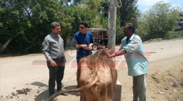 فحص ومعالجة 2770 حيوانًا وطائرًا في عيادة بيطرية مجانية بقرية «الشطوط» في بيلا