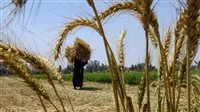 خبير: تأثيرات مناخية خفية تؤثر سلباً على الزراعة.. ونلاحظ تغييرات في أسلوب إنتاج الغذاء في مصر