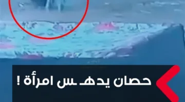 حادثة غريبة: خيل يدهس امرأة في النجف