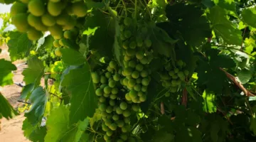نجاح مشروع زراعة العنب في قرية تنوف بولاية نزوى