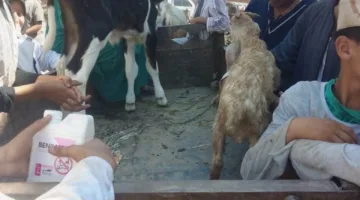 بالصور: قافلة بيطرية تقدم العلاج لـ 5231 طائراً وحيواناً في قرية “مسهلة” بمحافظة الغربية