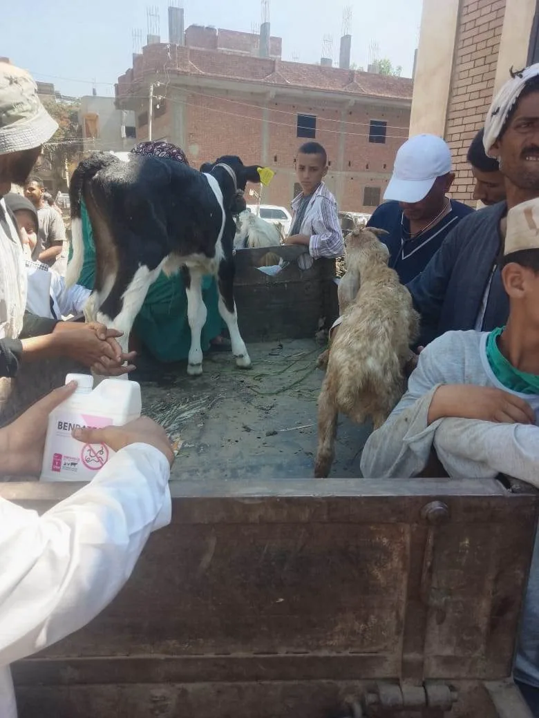 بالصور: قافلة بيطرية تقدم العلاج لـ 5231 طائراً وحيواناً في قرية “مسهلة” بمحافظة الغربية