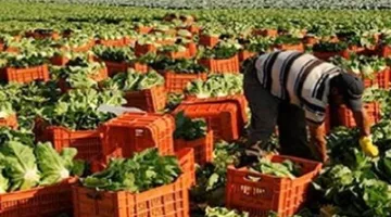 الزراعة والتصدير: سوق الأسمدة في مصر يواجه تحديًا جديدًا | التفاصيل
