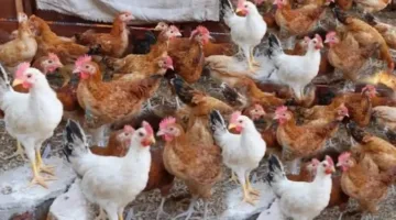 أسعار الدواجن في السوق المصرية وبورصة الدواجن اليوم