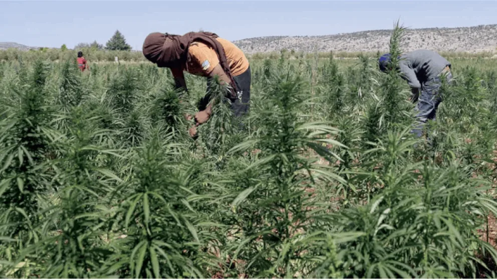 فيديو: زراعة الحشيش في لبنان لأهداف طبية فيديو: زراعة الحشيش في لبنان لأهداف طبية