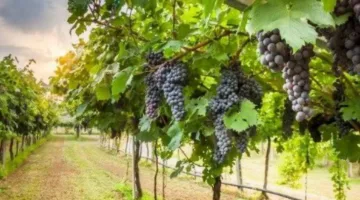 تأويل ظهور العنب الأحمر في المنام يثير اهتمام الكثيرين.. ما الدلالة وراءه؟
