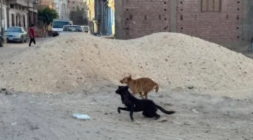 حملة للحد من مخاطر كلاب الشوارع في دمياط.. وأرقام لتبليغ عن حوادث العقر